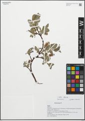 Foto von Salix alpina Scop.